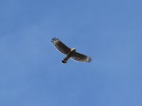 Red-shouldered Hawk klein.jpg