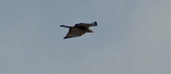 DSC08214 Oriental Honey Buzzard @ Pui O.jpg