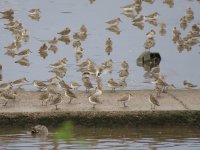 dunlin1.JPG