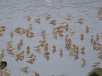 dunlin4.JPG