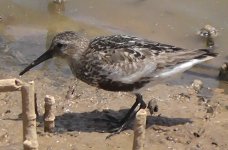 Dunlin 'arctica'(2).jpg