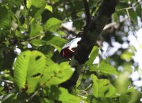 ivory breasted pitta.JPG