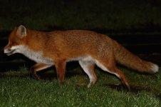 20180109 (1)_Red_Fox.jpg