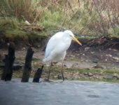 Great white Egret 14th.jpg