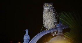 DSC09021 Brown Fish Owl @ DB.jpg