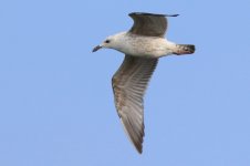 Mongolian Gull (04) - Copy.jpg