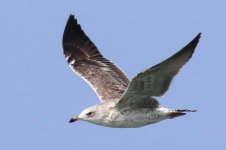 Taimyr Gull (05) - Copy.jpg