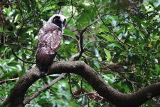 DSC07302 Brown Wood Owl @ Lam Tsuen.jpg