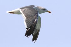 Taimyr Gull (02) - Copy.jpg