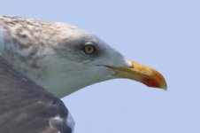 Taimyr Gull (03) - Copy.jpg