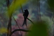 DSC06596 Black Drongo @ Po Toi.jpg