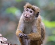 macaque-6400.jpg