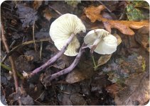 Fungi fir ID-5.jpg