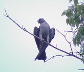 Mississippi Kite -7-20-03.jpg