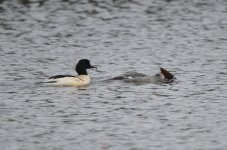 Goosander.jpg