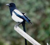 DSC09247 Eurasian Magpie @ Pui O.jpg