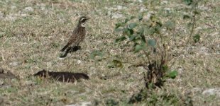 DSC09289 Dusky Thrush @ Pui O.jpg