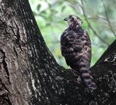 DSC09269 Crested Goshawk @ Pui O.jpg