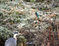 Bournville Kingfisher crop.jpg