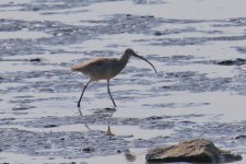 Far Eastern Curlew.jpg