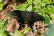 Peacock,Chinese_001.jpg