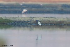 peregrine falcon (Falco peregrinus) Kalloni Salt Pans c  Jan Bezemer 03017 01.JPG