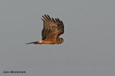 Hen harrier  (Circus cyaneus) Kalloni Salt Pans c  Jan Bezemer 031017 01.JPG