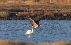 Juv White tailed eagle Kalloni Salt Pans c  Jan Bezemer 041017 02.JPG