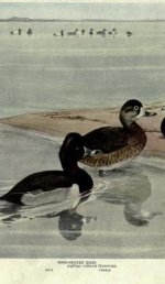 ring necked duck.jpg