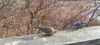 Mourning dove and blue jay.jpg