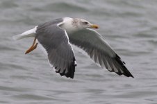 Taimyr Gull (01) - Copy.jpg