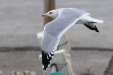 Mongolian Gull (03) - Copy.jpg