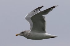 Vega Gull (01) - Copy.jpg