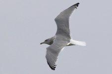 Vega Gull (11) - Copy.jpg