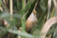 Parrot Reedbill.jpg