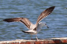 Unknown Gull (03) - Copy.jpg