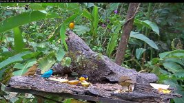 Panama_birdcam_10.JPG