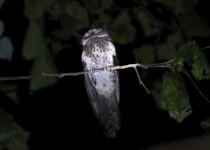 owlet nightjar light.JPG