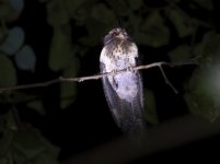 owlet nightjar.JPG