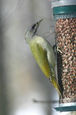 Grey-headed Woodpecker lab 1.jpg