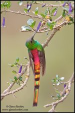 Red-tailed Comet - 01.jpg