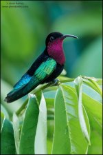 Purple-throated Carib - 003.jpg