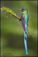 Long-tailed Sylph - 14.jpg