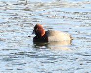 Redhead; pochard; hybrid; other.jpg