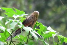 Lessor Coucal.JPG