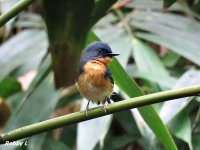 Hill Blue Flycatcher.JPG