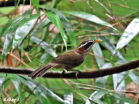 White-browed Scimitar babbler.JPG