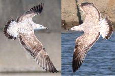 Mongolian Gulls.jpg