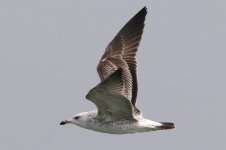 Taimyr Gull (33) - Copy.jpg