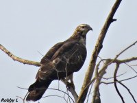 buzzard 1.JPG